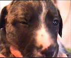 PAN PIES 3 / male 3